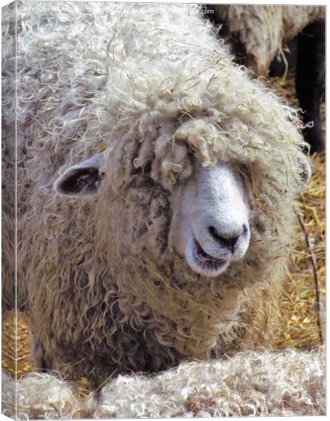 Happy Birthday To Ewe Canvas Print by Andrew Wright
