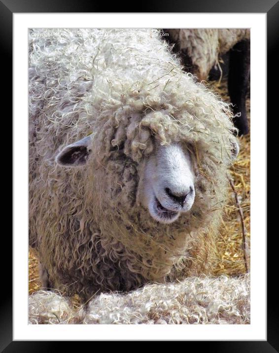 Happy Birthday To Ewe Framed Mounted Print by Andrew Wright