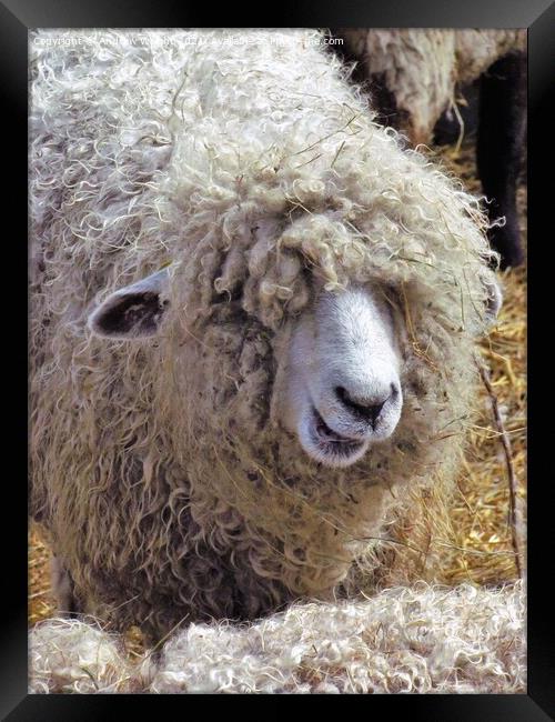 Happy Birthday To Ewe Framed Print by Andrew Wright