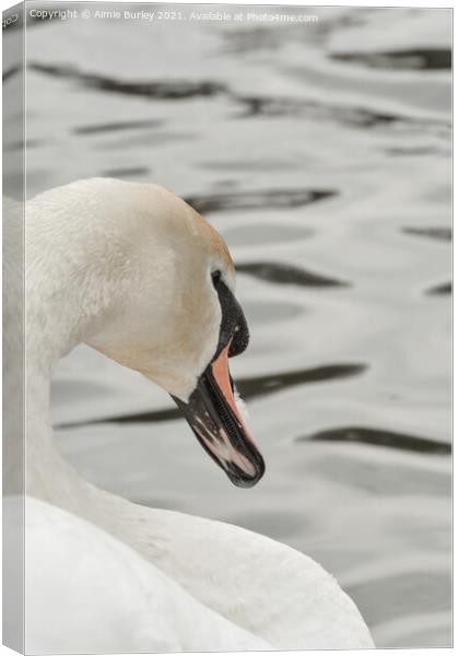 Swan close up  Canvas Print by Aimie Burley