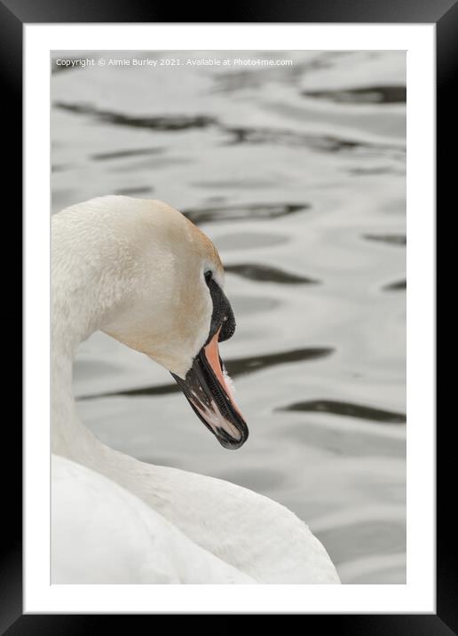Swan close up  Framed Mounted Print by Aimie Burley