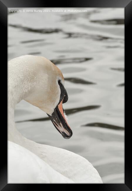 Swan close up  Framed Print by Aimie Burley