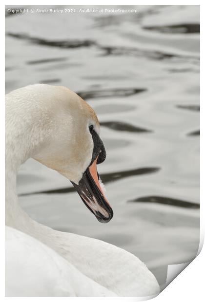 Swan close up  Print by Aimie Burley