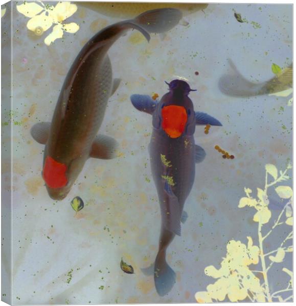 Koi Tranquility Canvas Print by David Neighbour
