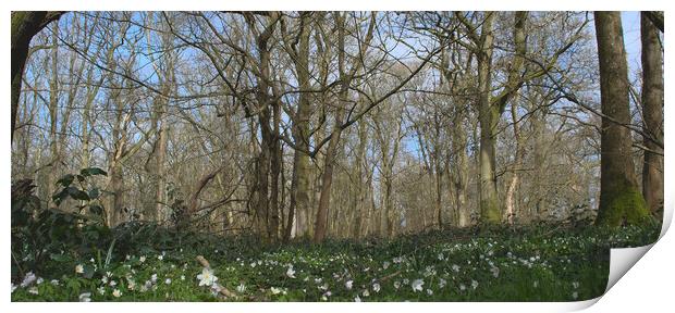 woodland panorama  Print by Ollie Hully