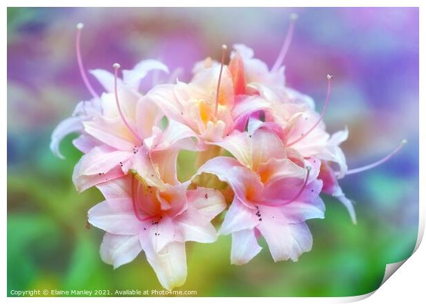     Flower   Pink Rhododrendron Print by Elaine Manley