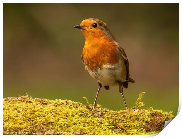 Young robin Print by Andy Dow