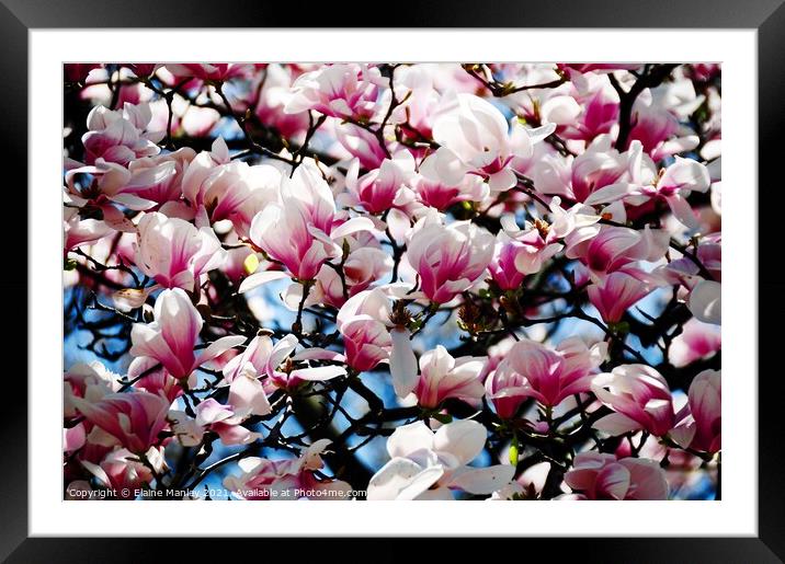 Flower  Magnolia Buds  Framed Mounted Print by Elaine Manley