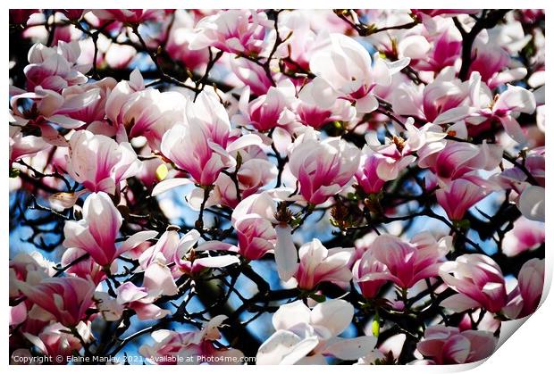 Flower  Magnolia Buds  Print by Elaine Manley