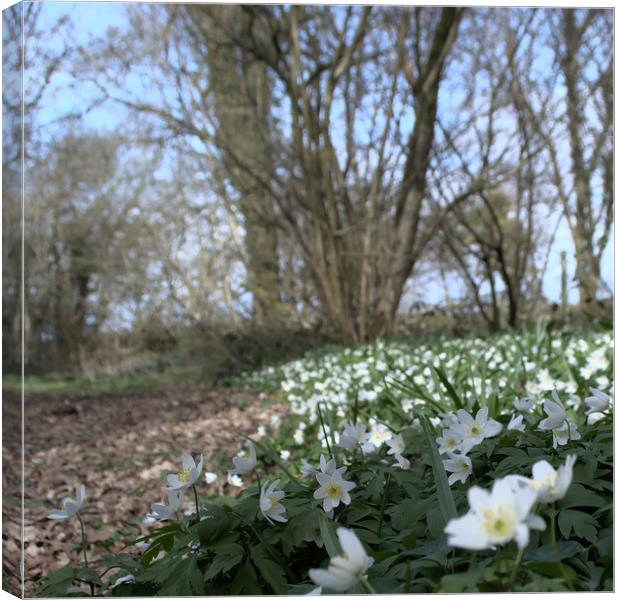 wood anemone flowers Canvas Print by Ollie Hully