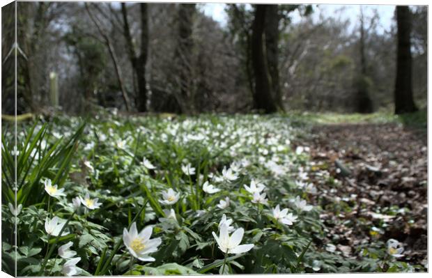 wood anemone in the forest Canvas Print by Ollie Hully