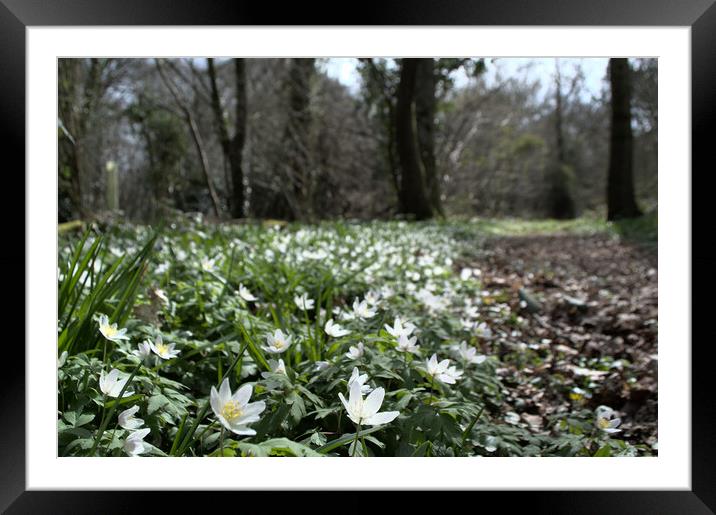 wood anemone in the forest Framed Mounted Print by Ollie Hully