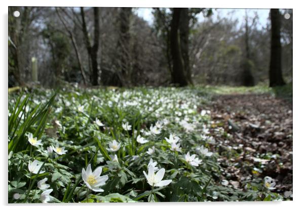 wood anemone in the forest Acrylic by Ollie Hully