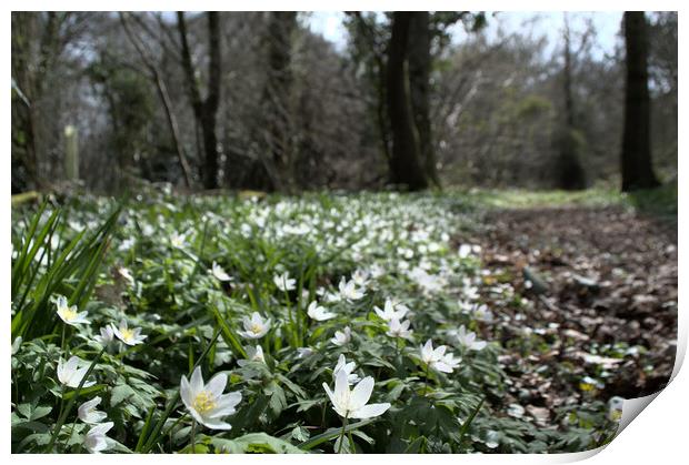 wood anemone in the forest Print by Ollie Hully