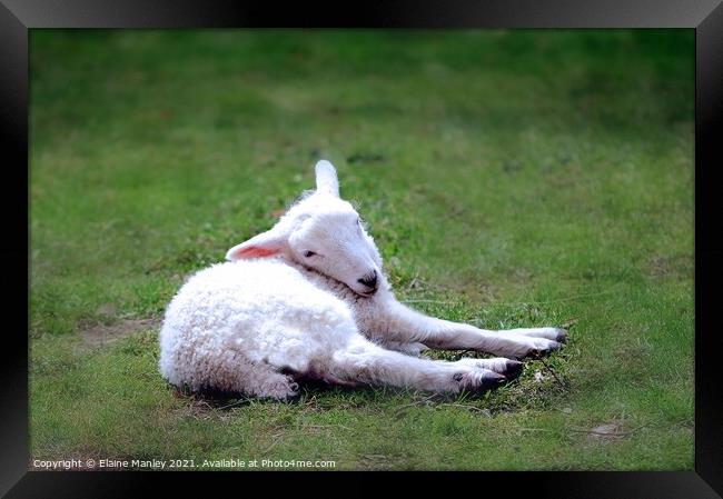   Animal    Spring Lamb Framed Print by Elaine Manley