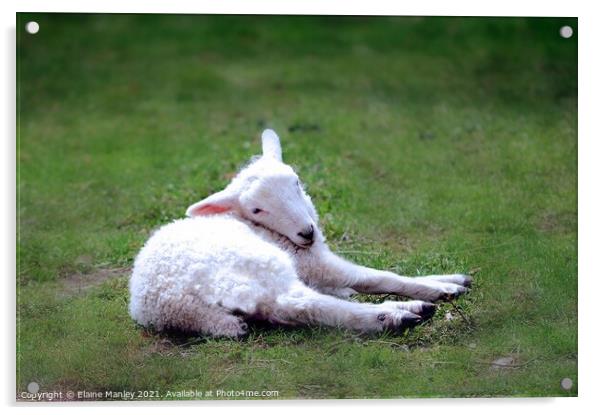   Animal    Spring Lamb Acrylic by Elaine Manley