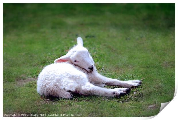   Animal    Spring Lamb Print by Elaine Manley
