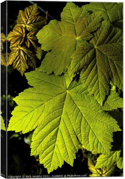 Sycamore Leaves in March Springtime Canvas Print by Nick Jenkins