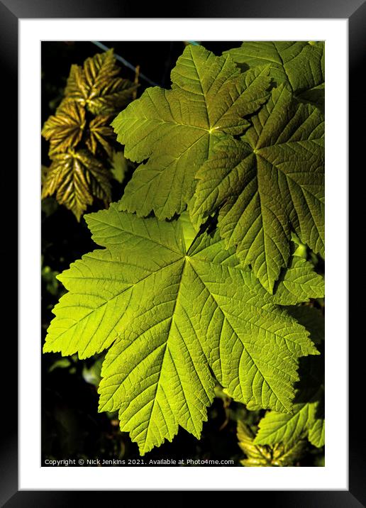 Sycamore Leaves in March Springtime Framed Mounted Print by Nick Jenkins