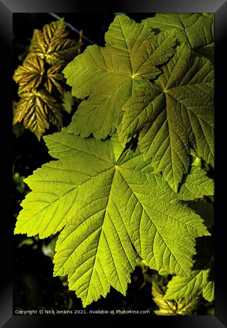 Sycamore Leaves in March Springtime Framed Print by Nick Jenkins