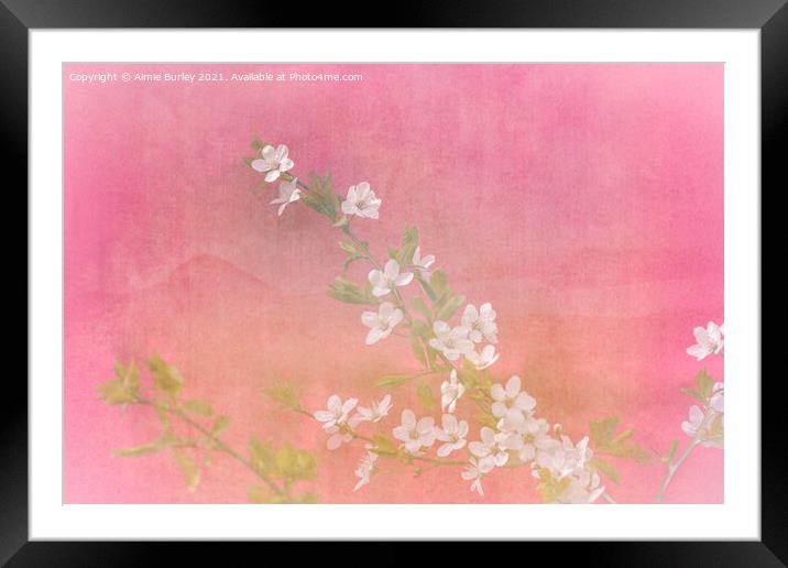White blossom on pink Framed Mounted Print by Aimie Burley