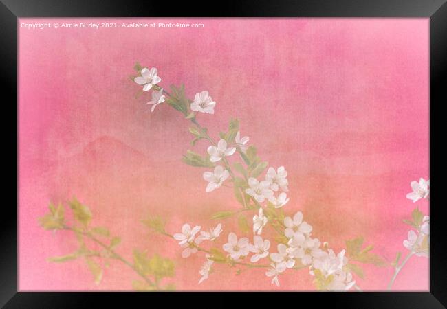 White blossom on pink Framed Print by Aimie Burley