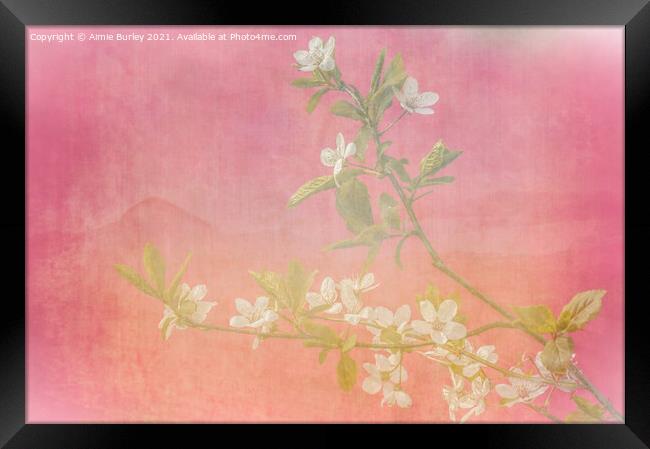 Pink and white blossom  Framed Print by Aimie Burley