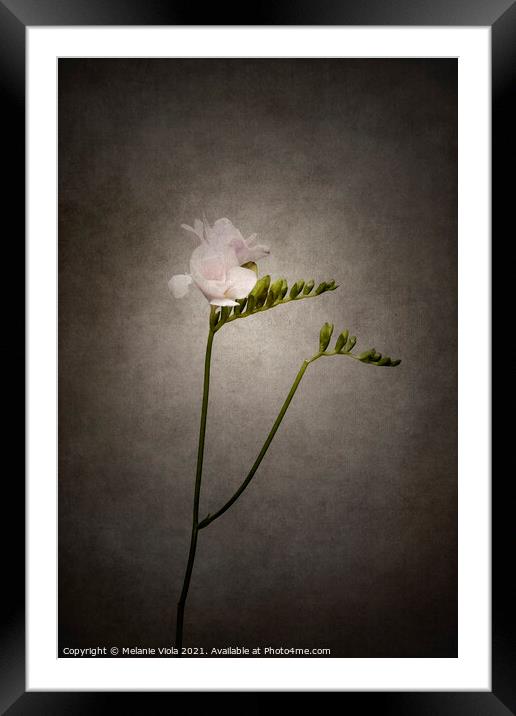 Graceful flower - Freesia | vintage style  Framed Mounted Print by Melanie Viola