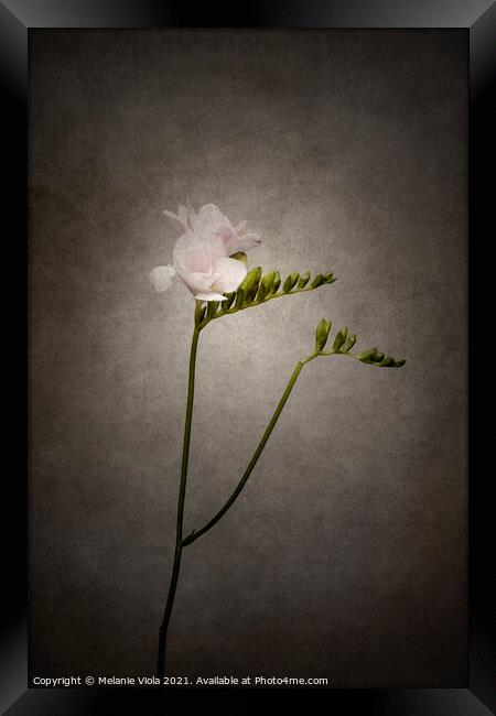 Graceful flower - Freesia | vintage style  Framed Print by Melanie Viola