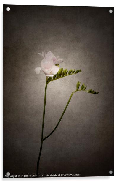 Graceful flower - Freesia | vintage style  Acrylic by Melanie Viola