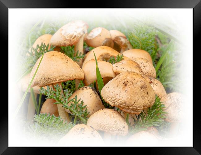 Wild Mushrooms Framed Print by Glen Allen