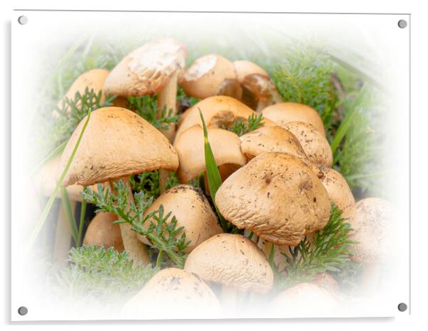 Wild Mushrooms Acrylic by Glen Allen