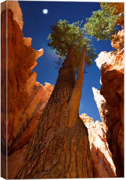 Bryce National Park in Utah with trees reaching to Canvas Print by Elijah Lovkoff