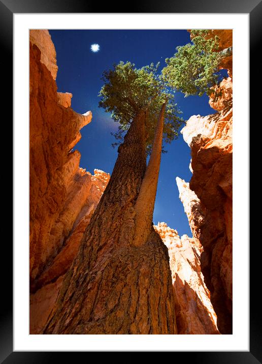 Bryce National Park in Utah with trees reaching to Framed Mounted Print by Elijah Lovkoff