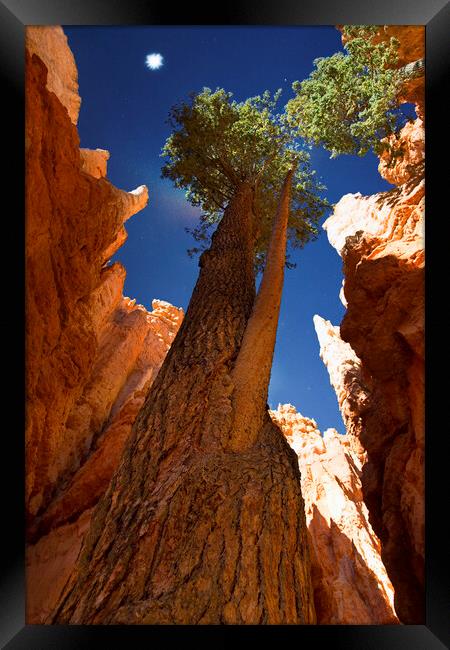 Bryce National Park in Utah with trees reaching to Framed Print by Elijah Lovkoff