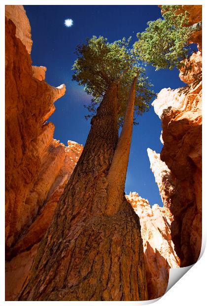 Bryce National Park in Utah with trees reaching to Print by Elijah Lovkoff