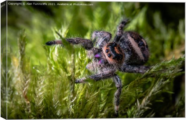 Spider close up Canvas Print by Alan Tunnicliffe