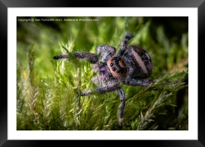 Spider close up Framed Mounted Print by Alan Tunnicliffe
