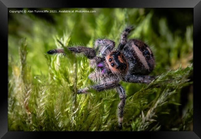 Spider close up Framed Print by Alan Tunnicliffe