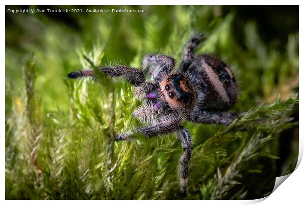 Spider close up Print by Alan Tunnicliffe