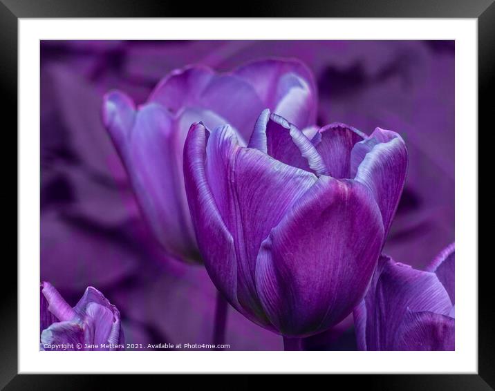 Tulips  Framed Mounted Print by Jane Metters
