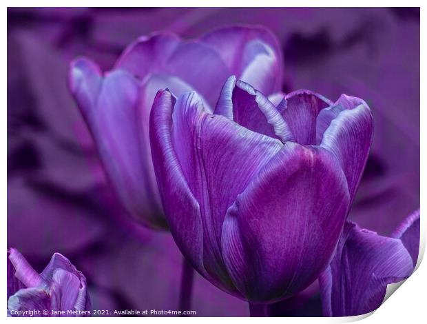 Tulips  Print by Jane Metters