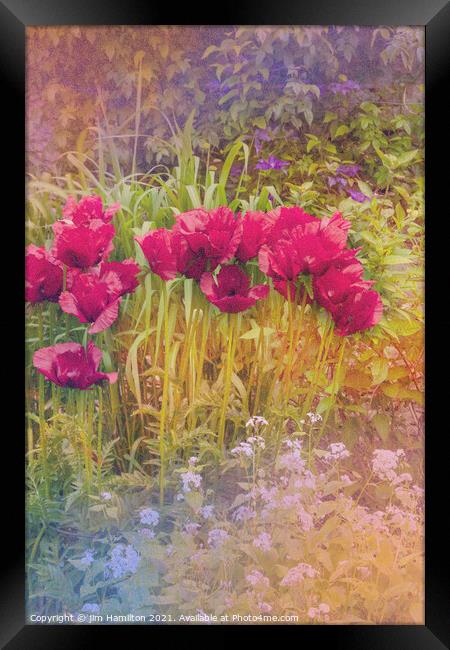 Poppies Framed Print by jim Hamilton