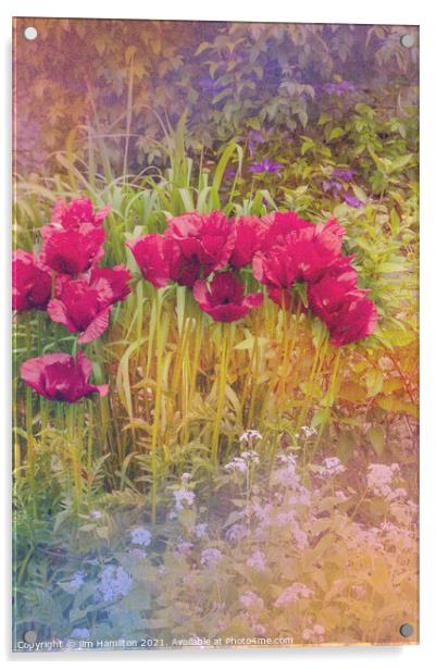 Poppies Acrylic by jim Hamilton