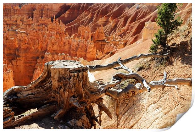 Scenic landscapes of Bryce National Park in Utah Print by Elijah Lovkoff