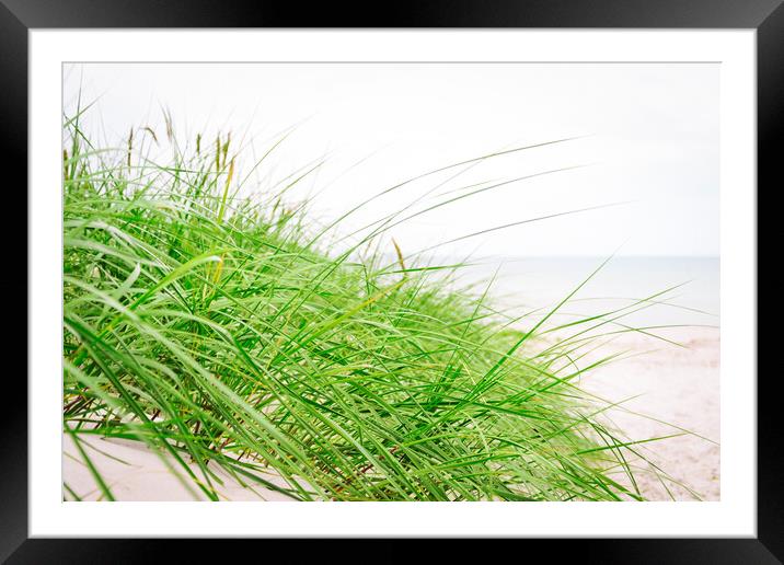 Green beach grass Framed Mounted Print by Wdnet Studio