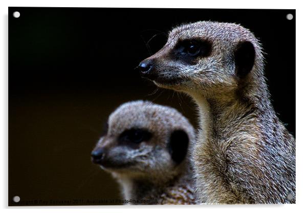 Compare the meerkat Acrylic by Roy Scrivener