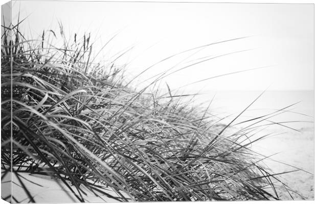Beach grass in Black and White Canvas Print by Wdnet Studio