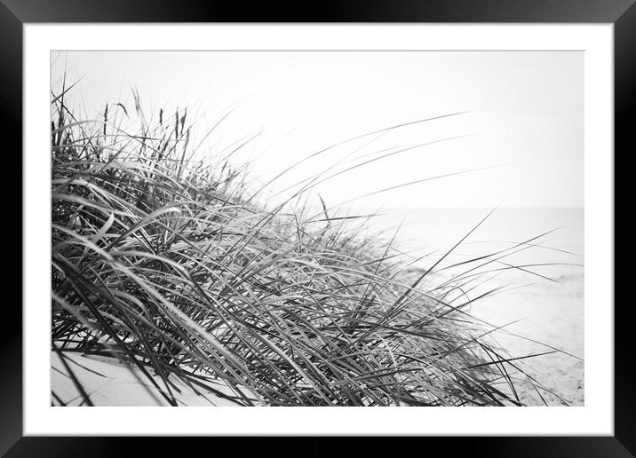 Beach grass in Black and White Framed Mounted Print by Wdnet Studio