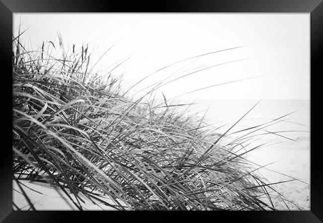 Beach grass in Black and White Framed Print by Wdnet Studio